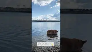 Собачья жизнь🤍