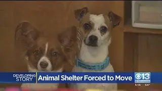 Animal Shelter Forced To Move