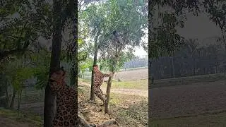 chattta attack a little boy in the Forest #vfx #tiger #wildlife  #attack #leopard