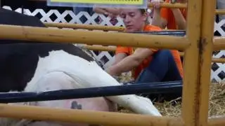 Calf Being Born 3