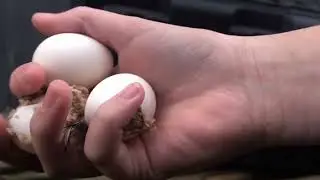 2026 Chicken Count