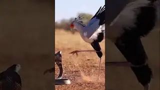 King of the Ground 😱⚠️ l #shorts #birds #facts #animals