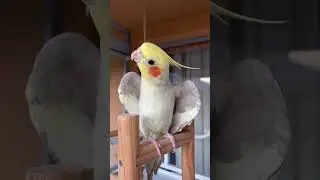 The beautiful singing 🥺#birbolove #birdscontent #birdcontent #birbocontent #birbcontent #birdsreuni