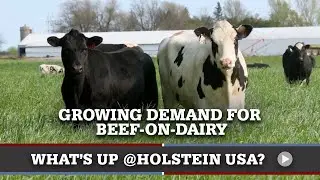 What's Up at Holstein USA: Beef-on-Dairy