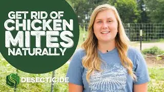 Chicken Mites Treatment- Natural and Effective!
