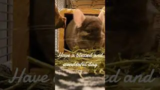 Cute Chinchillas #chinchillalovers #chinchillacare #chinchillas #smallpets #pets #petcare #funnypets
