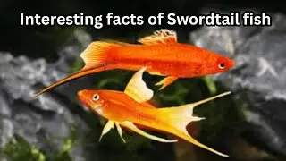 SwordtailFish#AquariumFish#Livebearers#FishBehavior#ColorfulFish#GeneticResearch#FishHybrid