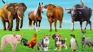 🎶Nông Trại Hóa Thành Bản Nhạc Cực Vui – Khi Cún, Bò, Dê & Mèo Trổ Tài Gọi Ca Dễ Thương | Animals🐶🐮🐐🐱