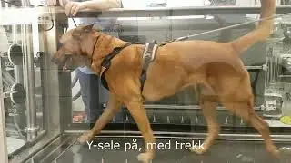 Riktig bruk av sele p&aring; hund