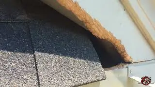 Squirrel Damage at a House in Atlanta