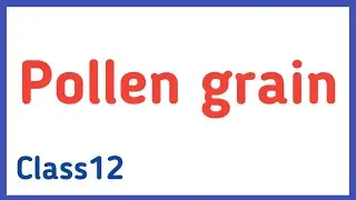 Structure of Pollen Grain || Class12 || In Hindi