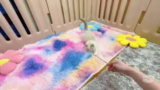 Keanu Reeves - Blue Bicolor Ragdoll Kitten 