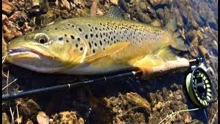 ULTRA CLEAR Sight Fly Fishing In A URBAN Stream.. New Zealand