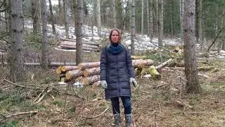 Pine Plantation Harvest