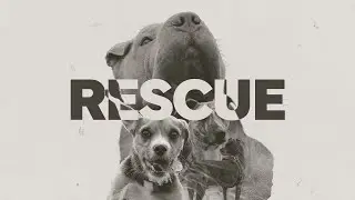 RESCUE | A Documentary on Britain's Animal Crisis