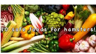 10 safe food for hamsters (can be feed in moderation not everyday)