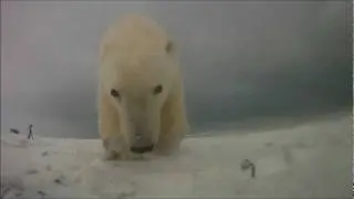 Polar Bear versus Go Pro