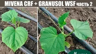 10 день после высадки огурца. Схема подкормки MIVENA CRF + GRANUSOL WSF, часть 2