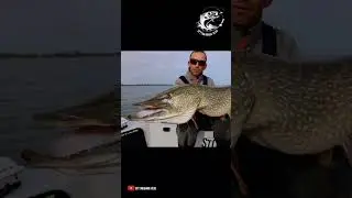 One lure that bring is great for deep water pike fishing