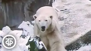 Калининградский зоопарк - один из лучших в стране. Время. Эфир 26 января 1980