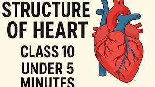 Structure of the Heart 🫀| structure of heart anatomy | structure of heart class 10, 11 & 12 #heart 
