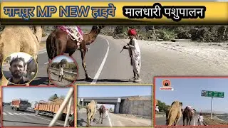 Manpur का new हाइवे  is वीडियो में आपको देखने को मिलेगा MP इंदौर पशुपालन लाईफ 🥰#vijaydewasi02 