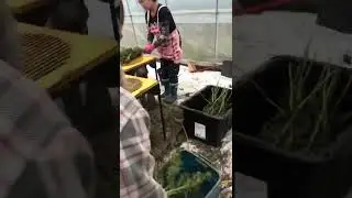 18inch Automatic Leaf Bud Trimmer
