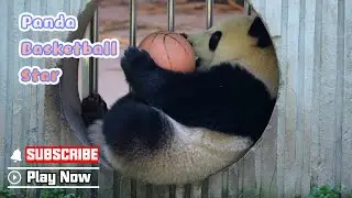 A Rising Panda Basketball Star | iPanda