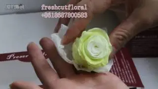 the two tone preserved rose Buds which is made by head one by one with top quality and low price