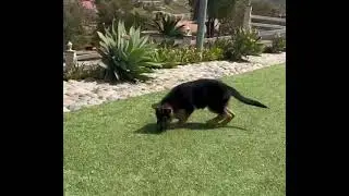 Female Pure German Shepherd Puppy for sale