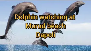 Dolphin watching | Dolphin spotted 11 times | Murud Dapoli Dolphin spotting  | Maharashtra Tourism
