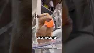 Hamster ASMR! #HamsterASMR #CuteAnimals #MiniMunchies #RelaxingSounds #AdorableASMR #FurRealFun