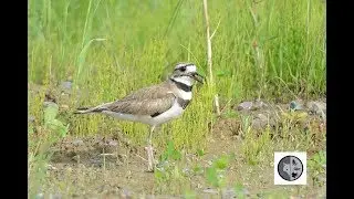 Cri du Pluvier Kildir/Call of the Killdeer