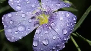 Drops on Heaven - John Pavlidis (JHP68)