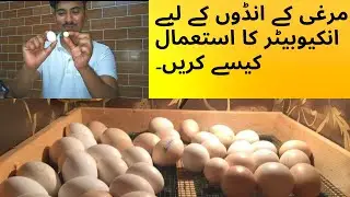 how to use incubator for chicken eggs-eggs incubator use full information guide