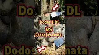 DODOS JAYAMATA VS DODOS HDL TEMPEL SORONG #viralshorts