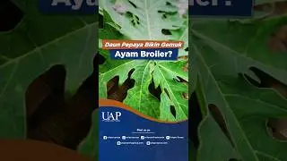CARA BIKIN AYAM BROILER CEPAT GEMUK, KASIH INI! #HerbalAyam #AyamBroiler #TipsTernakBroiler