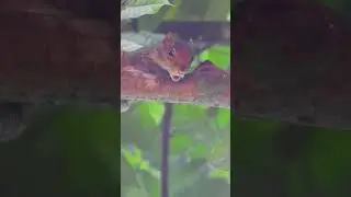 Squirrel makes alarm call on hearing cat sounds