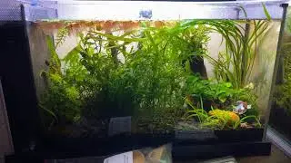 Let&rsquo;s Talk About Theodore&rsquo;s Fluval Spec V
