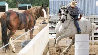 Horse SOO Cute! Cute And funny horse Videos Compilation cute moment #62