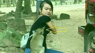 Why This Adult Monkey Attacking Her? Monkey Life At Angkor