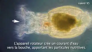 Les Rotif&egrave;res, 1&egrave;re partie