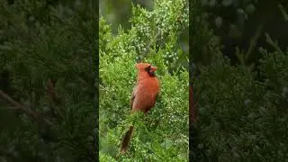 Charming Wildlife: Beautiful Birds & Playful Squirrels Photo Collection