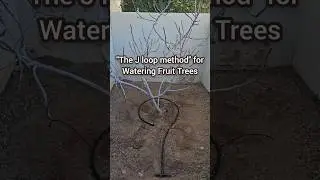 How to Properly Water a Fruit Tree