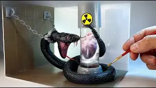 Sculpting of a VIPER in the laboratory (Heart in a capsule of an embryo, diorama)