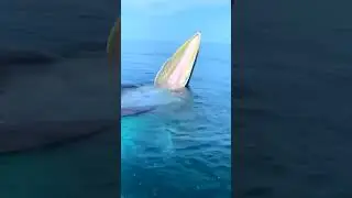 The orca or killer whale is a toothed whale belonging to the oceanic dolphin family, of