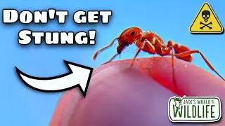 Самый смертоносный укус насекомого на Земле!?