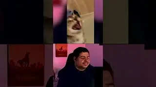 Cat Finds People EXTREMELY Annoying! 😳 #TryNotToLaugh #TwitchFails #Reactions #shorts