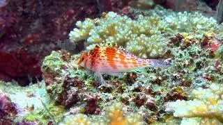 Mana Fiji Xmas Day Dive 2025 