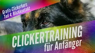 Clickertraining f&uuml;r Anf&auml;nger Teil 4 - Blickkontakt - Hund lernt, dich anzuschauen